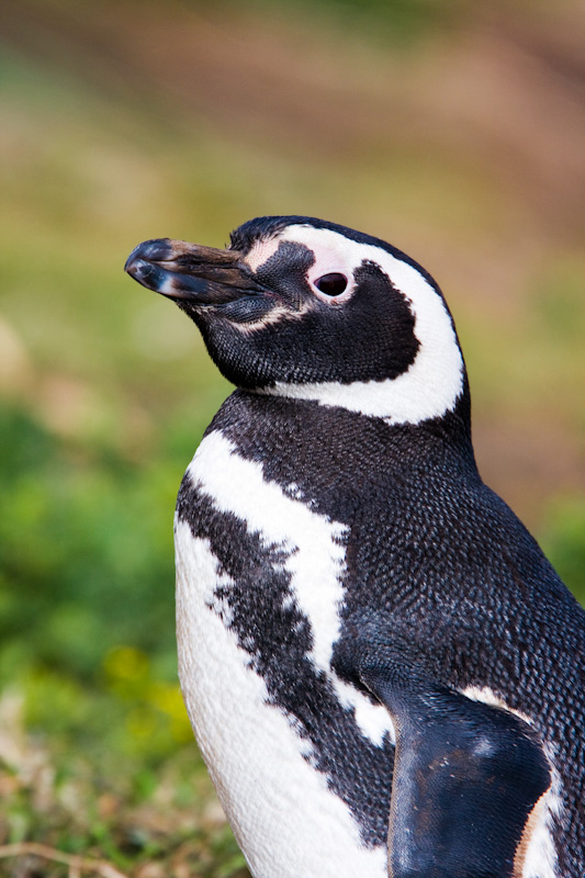 Magellanic Penguin